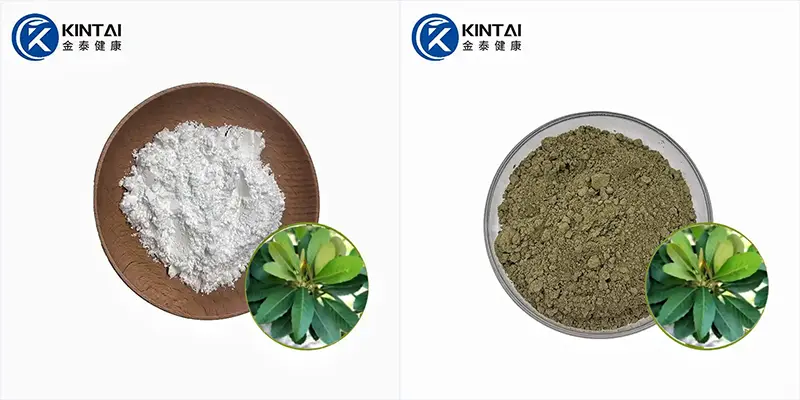 KINTAI Loquat leaf extract KINTAI Loquat leaf extract