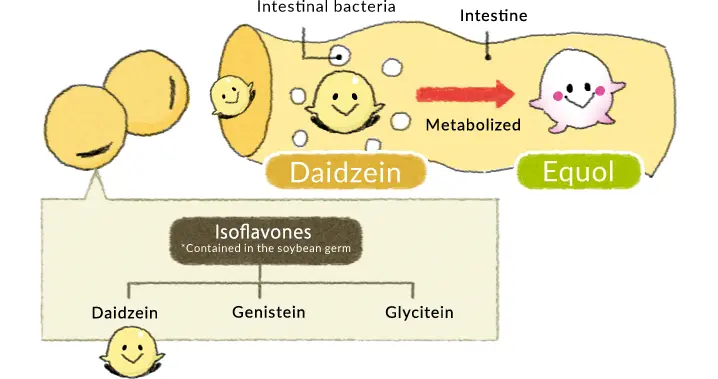 benefits of genistein benefits of genistein