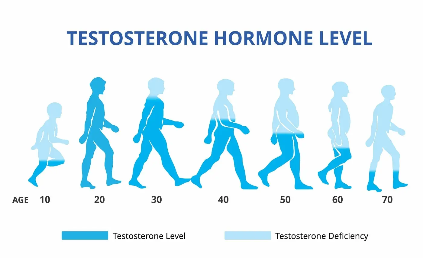 Genistein Affect Testosterone Levels Genistein Affect Testosterone Levels