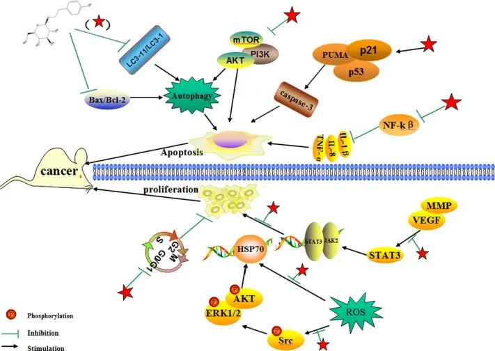 Salidroside Mechanism of Action Salidroside Mechanism of Action