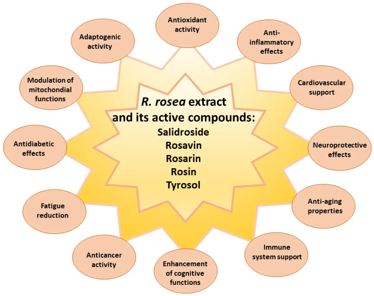 Benefits of Rhodiola extract​