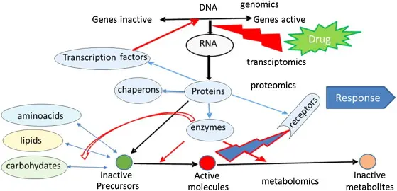 Rosavin and Salidroside Mechanism of Action 