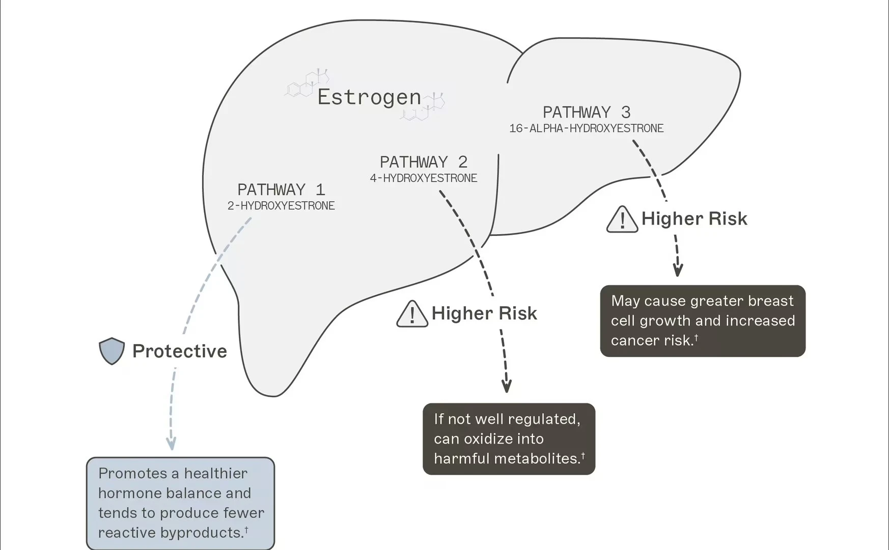 The Process of the Liver Metabolizing Estrogen The Process of the Liver Metabolizing Estrogen