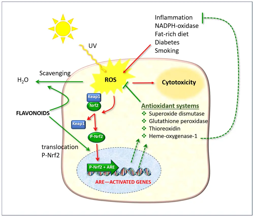 Hesperidin in skincare Hesperidin in skincare