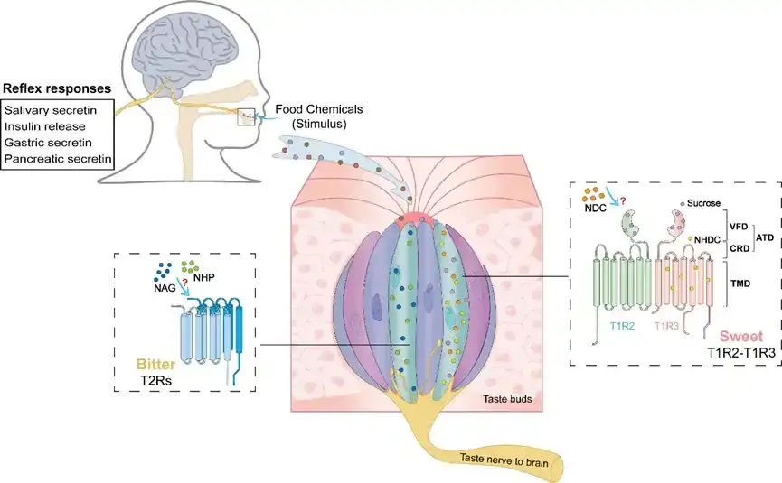 Neohesperidin Dihydrochalcone(NHDC) Uses Neohesperidin Dihydrochalcone(NHDC) Uses