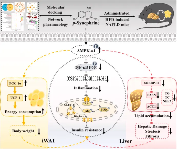 Synephrine for fat loss Synephrine for fat loss