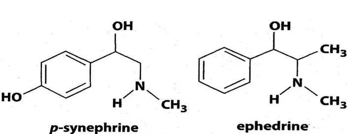 Synephrine As an Ephedrine Alternative Synephrine As an Ephedrine Alternative
