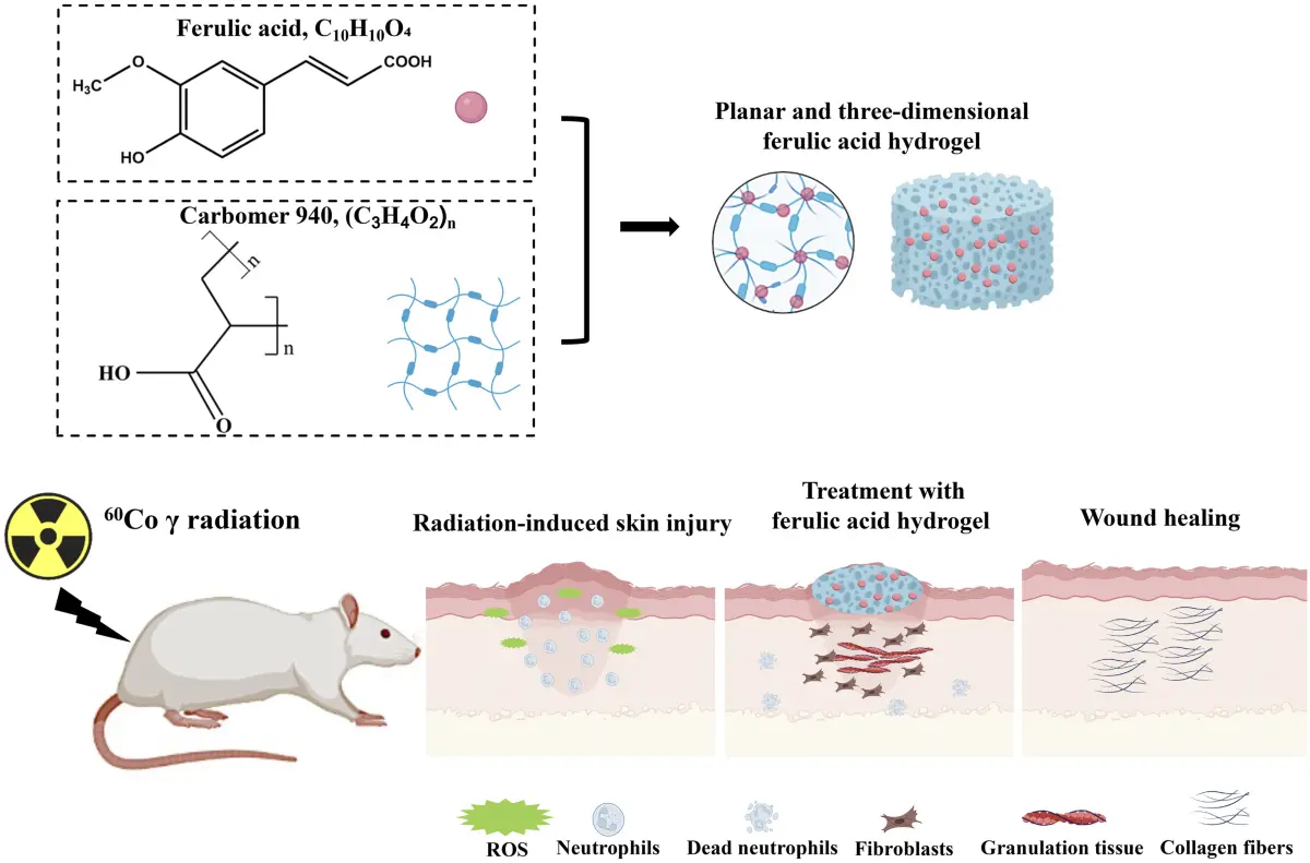 Ferulic Acid Promotes Wound Healing Ferulic Acid Promotes Wound Healing