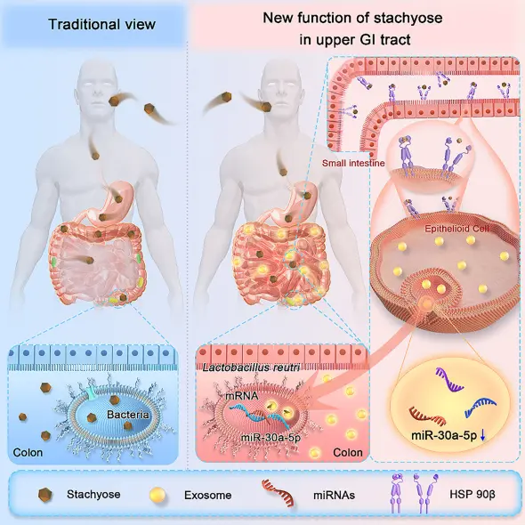 The Applications of Stachyose