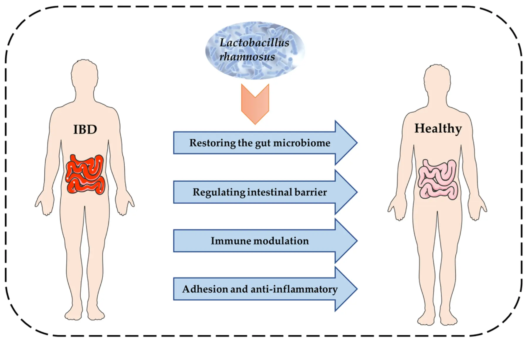 L-Rhamnose Regulates Gut Function
