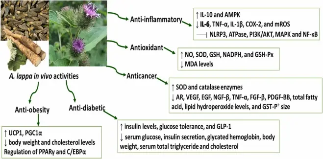 Anti-inflammatory and Immunomodulatory Effects