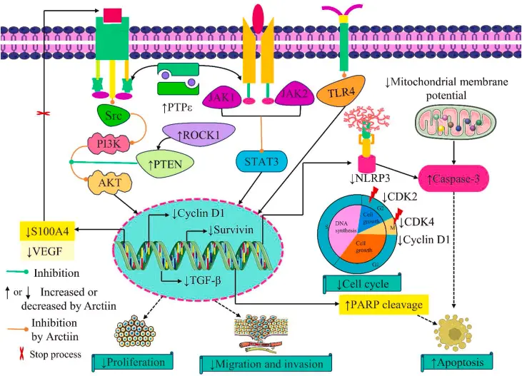 Anti-tumor Potential