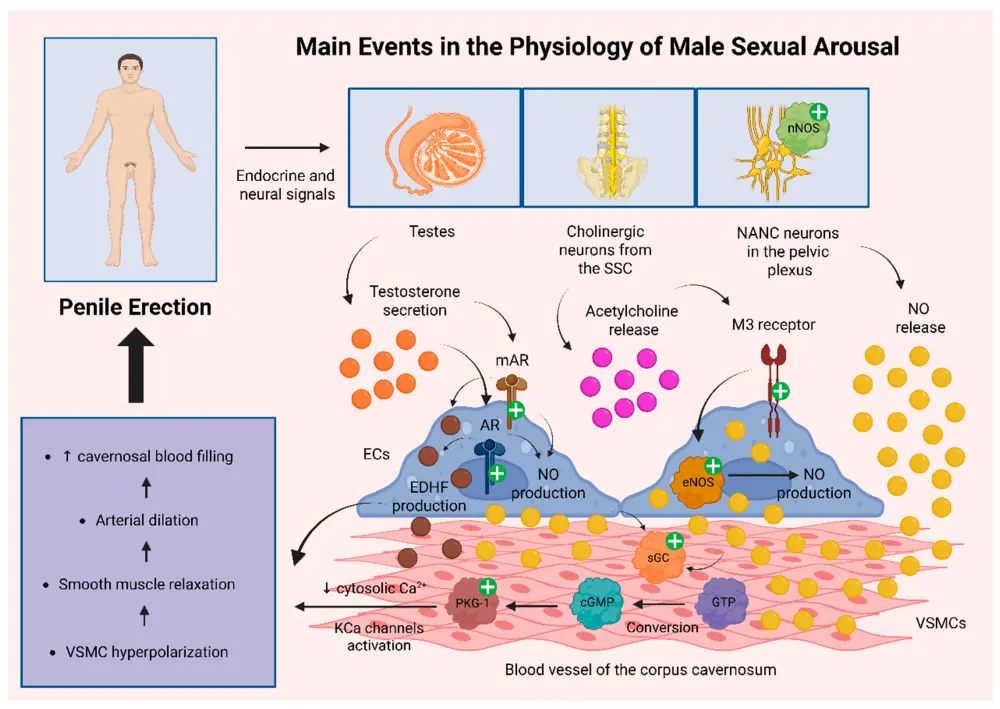 Arctium Extract Arctiin Benefits for Men