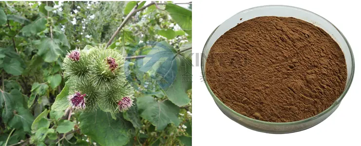 Burdock Seed Extract Arctiin