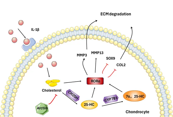Arctiin Mechanism of Action