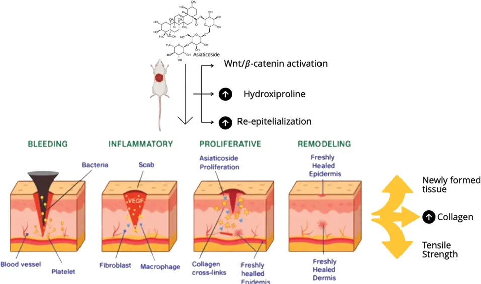 Centella Asiatica Extract in Skincare Centella Asiatica Extract in Skincare
