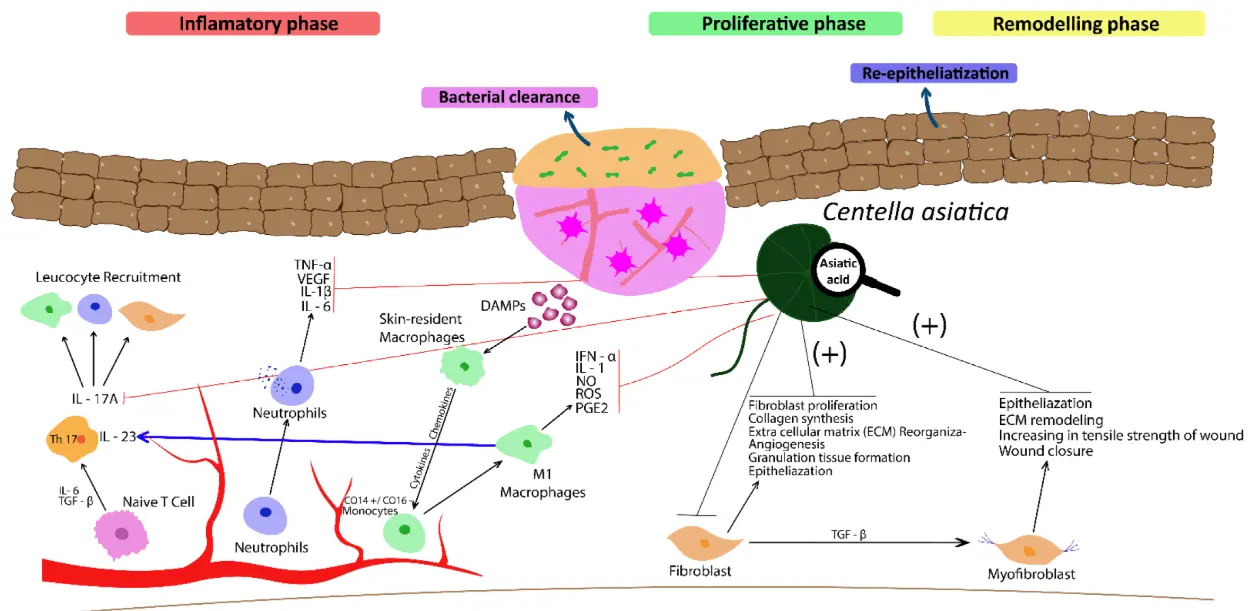 Asiaticoside Wound Healing and Scar Repair Effects