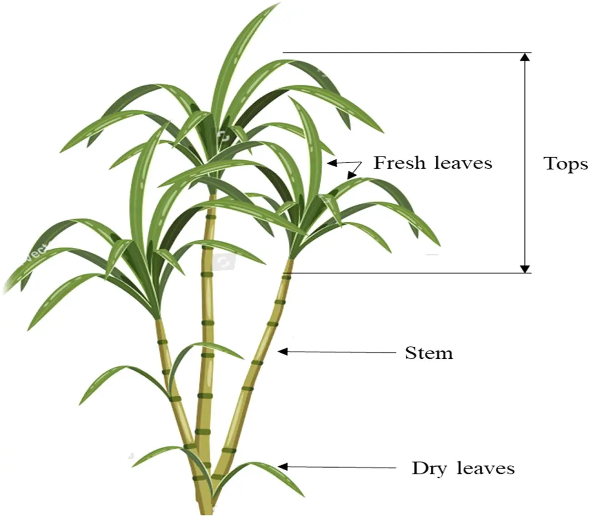 Sugarcane Extract Sugarcane Polyphenols Botanical Source Sugarcane Extract Sugarcane Polyphenols Botanical Source