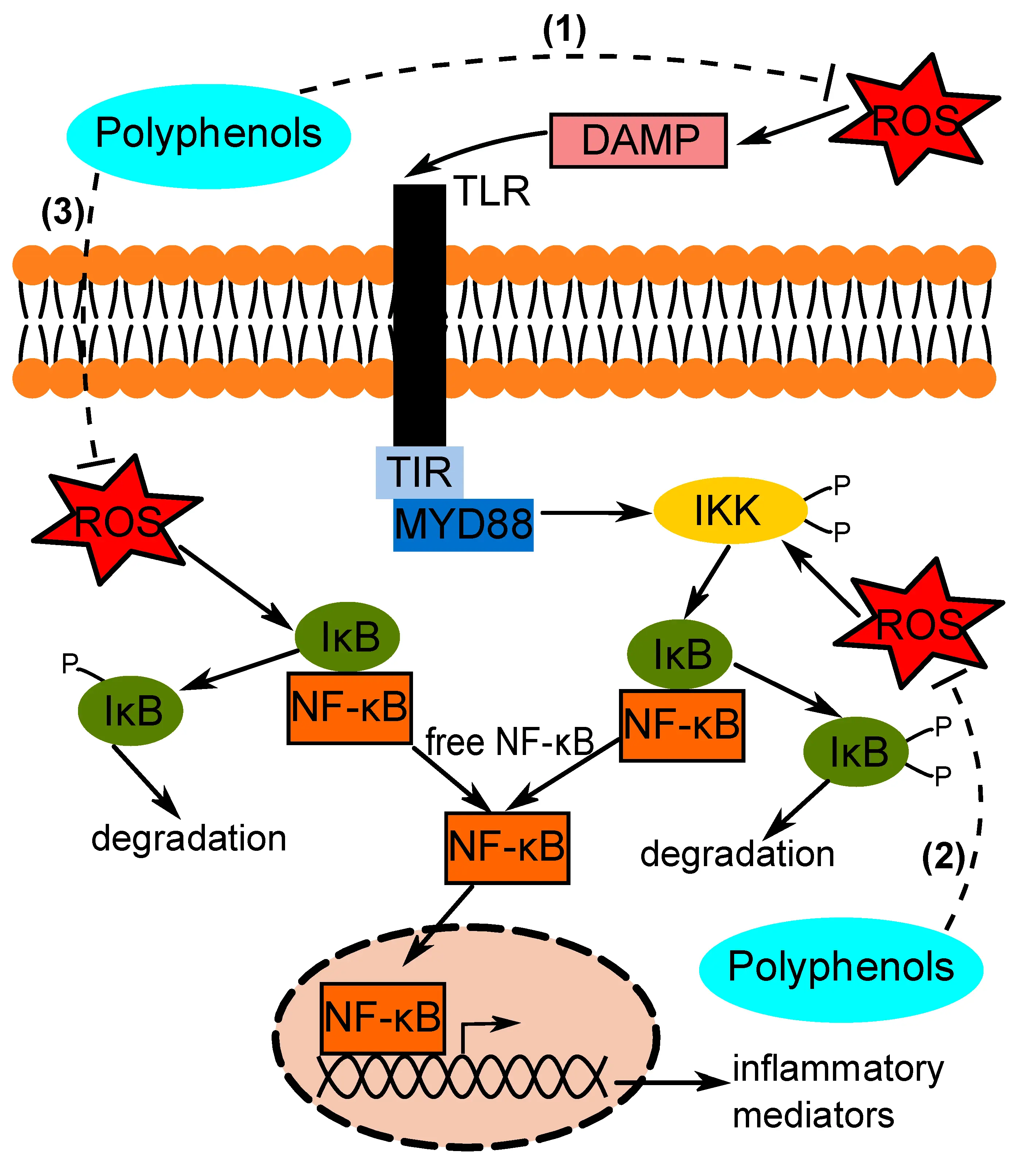 The Main Effects of Sugarcane Extract Sugarcane Polyphenols