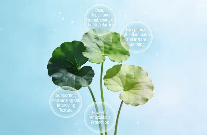 What’s the Skin Benefits of Centella Asiatica Extract?