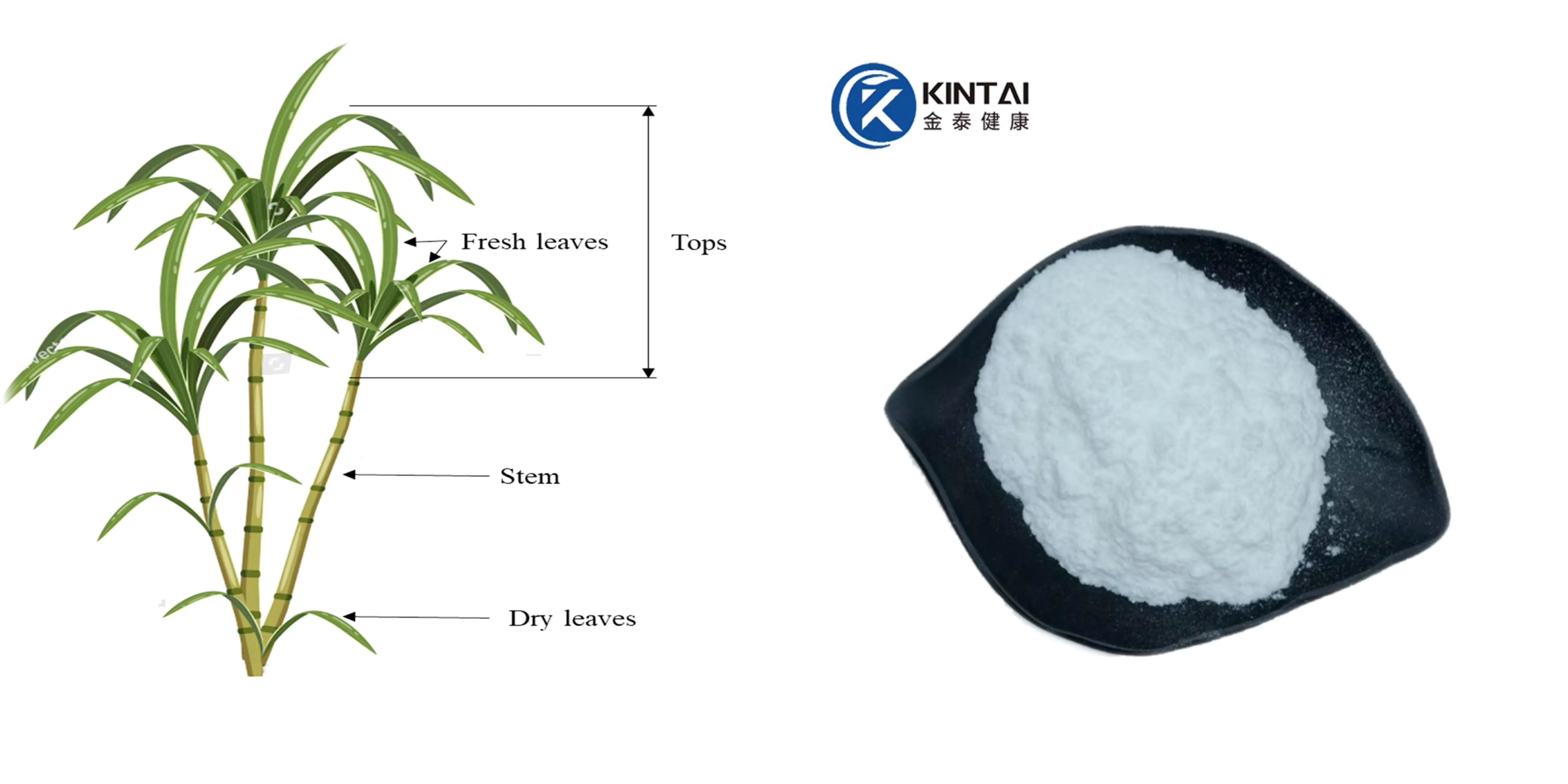 sugarcane polyphenols powder sugarcane polyphenols powder