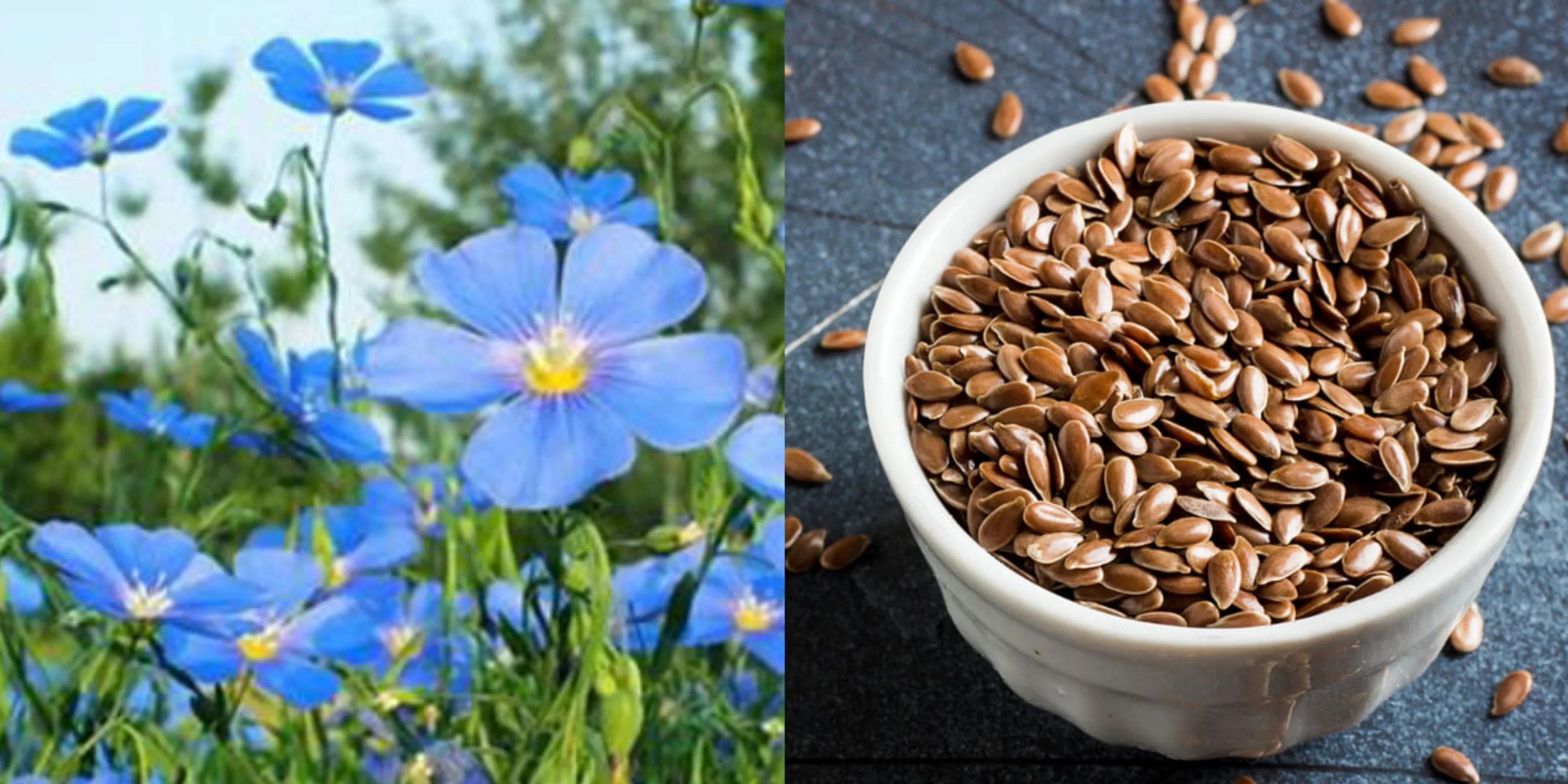 Flaxseed Extract Flax Lignans Secoisolariciresinol Diglucoside (SDG) Botanical Source