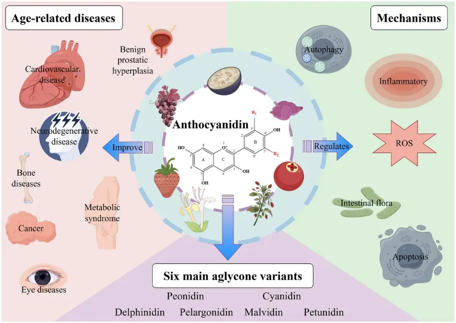 Benefits of Black Rice Extract Powder Benefits of Black Rice Extract Powder