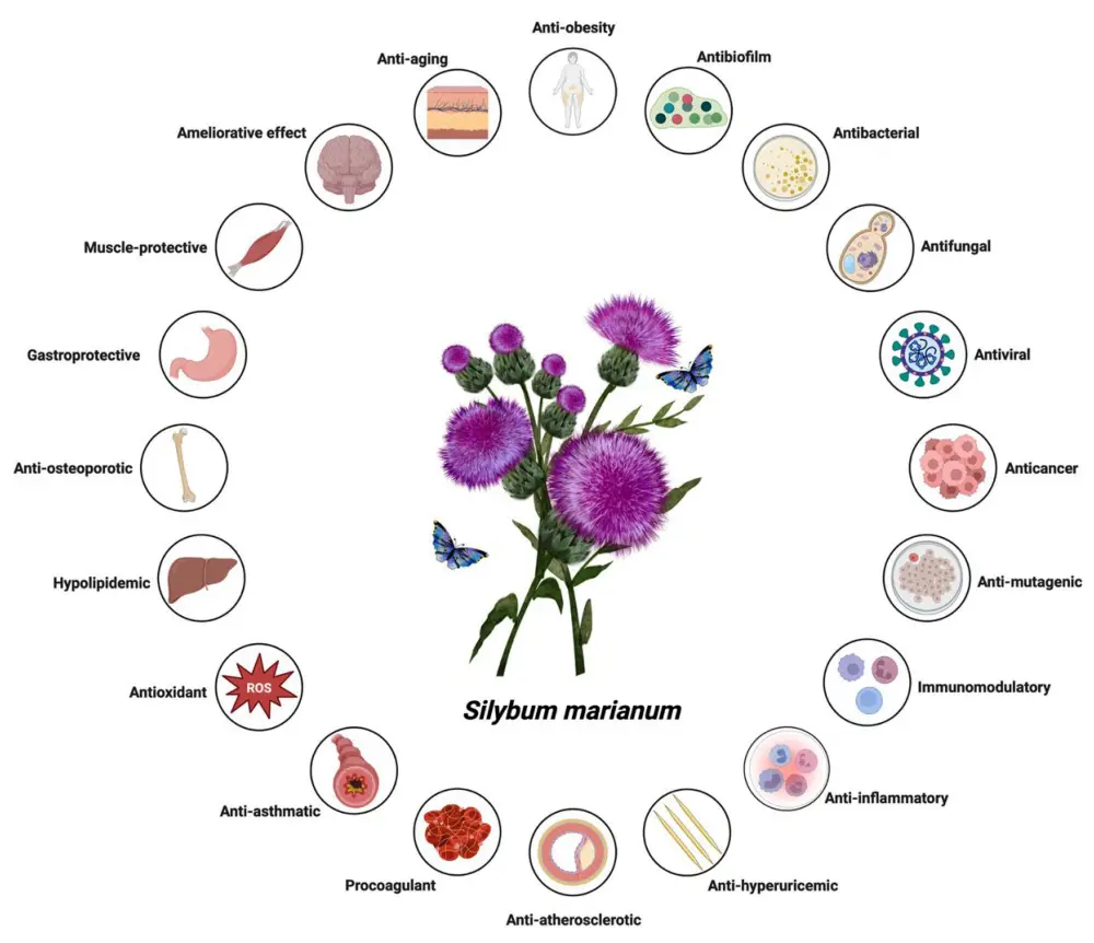 Benefits of Milk Thistle Extract Benefits of Milk Thistle Extract