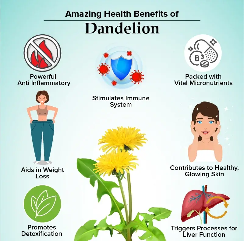Dandelion Root Extract for Weight Loss Dandelion Root Extract for Weight Loss