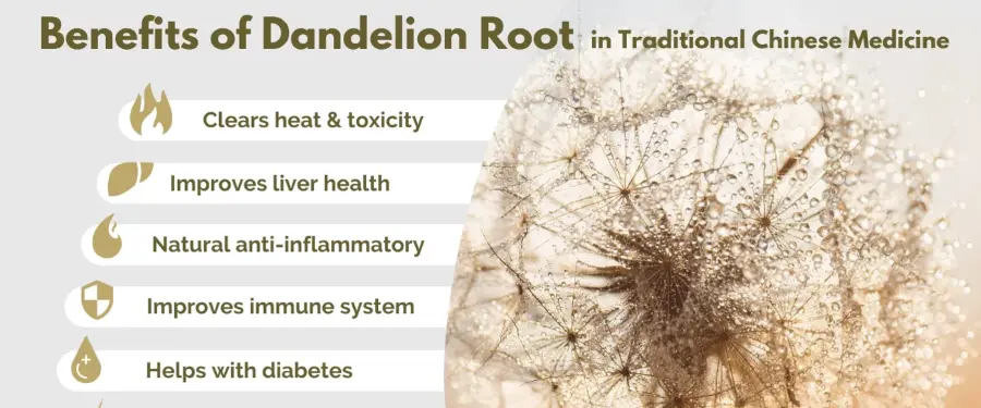 Dandelion Root Extract Powder Benefits​