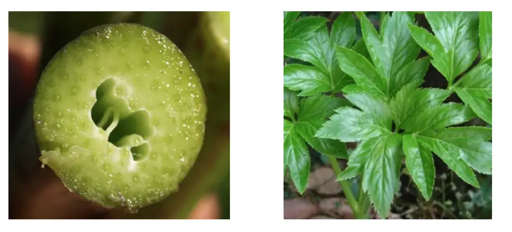 Ashitaba Extract Chalcones Powder Botanical Source Ashitaba Extract Chalcones Powder Botanical Source