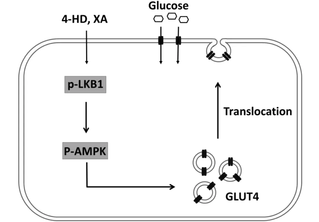 Ashitaba Extract Chalcones Benefits Ashitaba Extract Chalcones Benefits