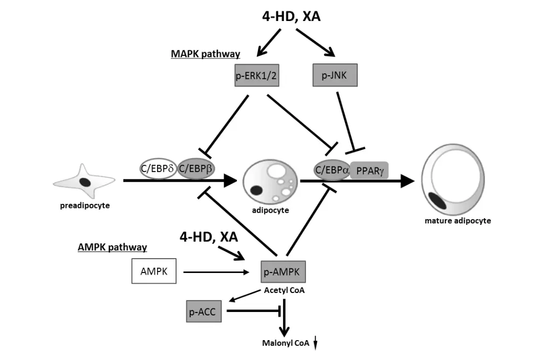 ​​​​​​​Ashitaba Extract Chalcones Benefits