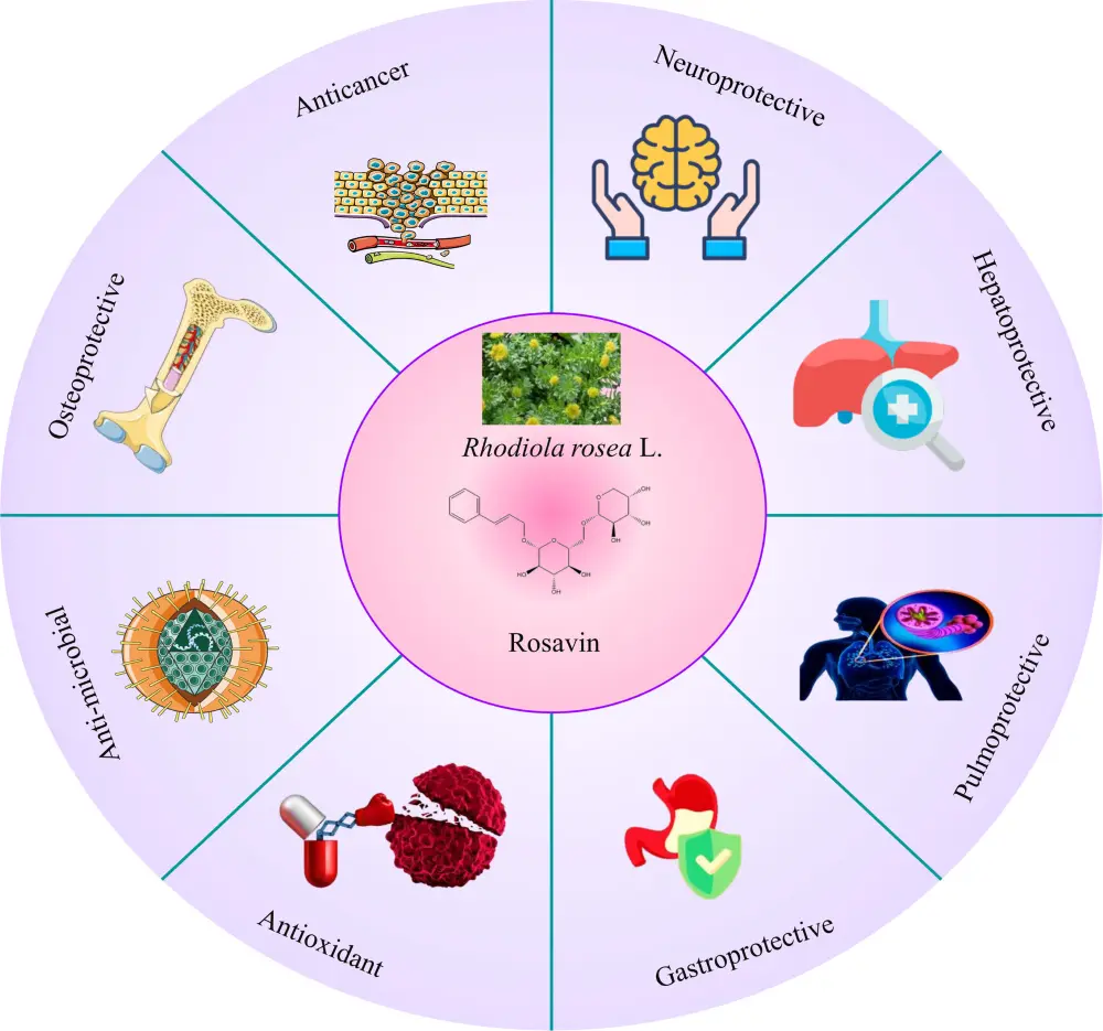 Rhodiola Rosea Extract Rosavin Benefits Rhodiola Rosea Extract Rosavin Benefits