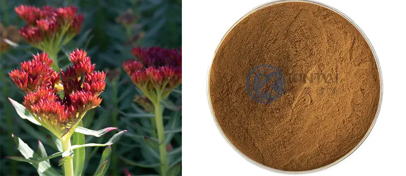 Rhodiola rosea extract rosavin Rhodiola rosea extract rosavin