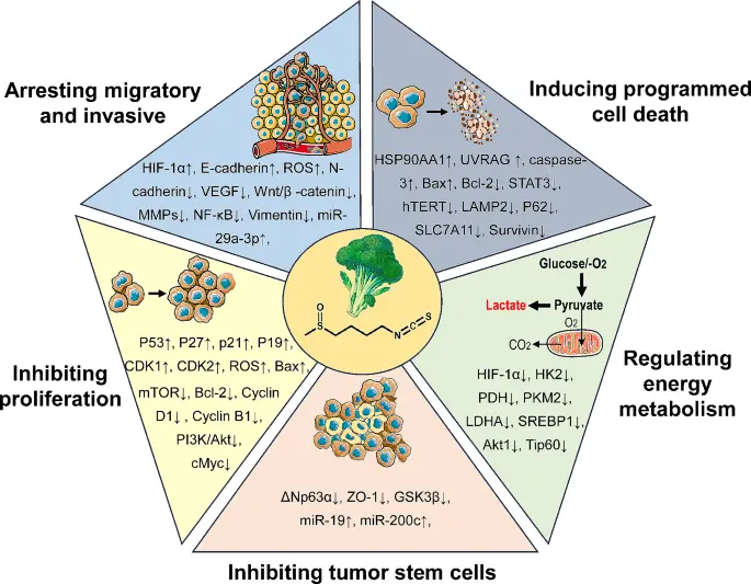 Powerful Antioxidant and Cell Protection