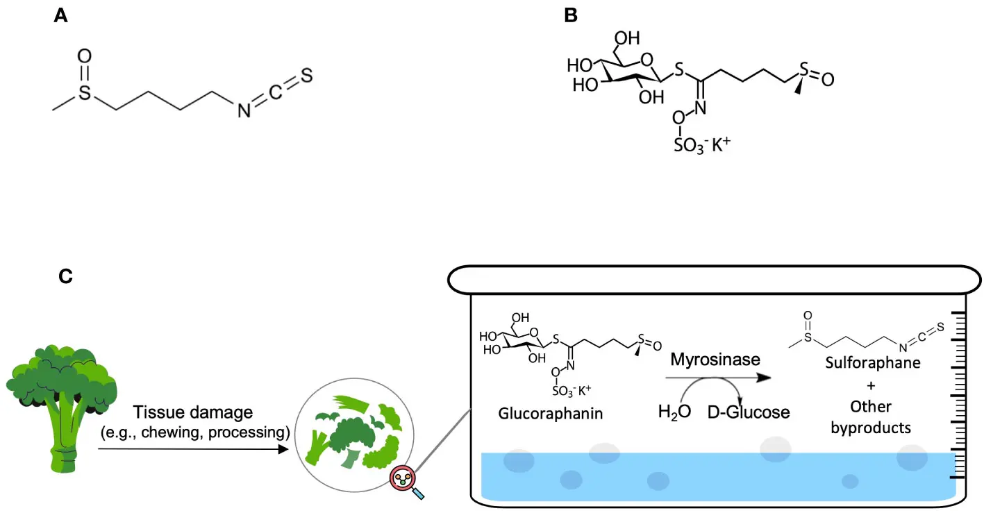 broccoli seed extract for cancer broccoli seed extract for cancer