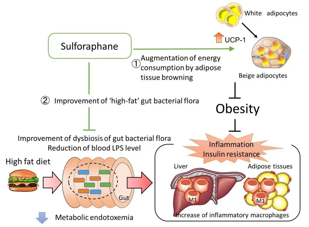Broccoli Extract help you lose weight