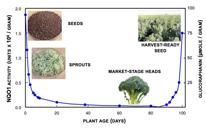 Broccoli  Seed Extract ​​​​​​​Dosage