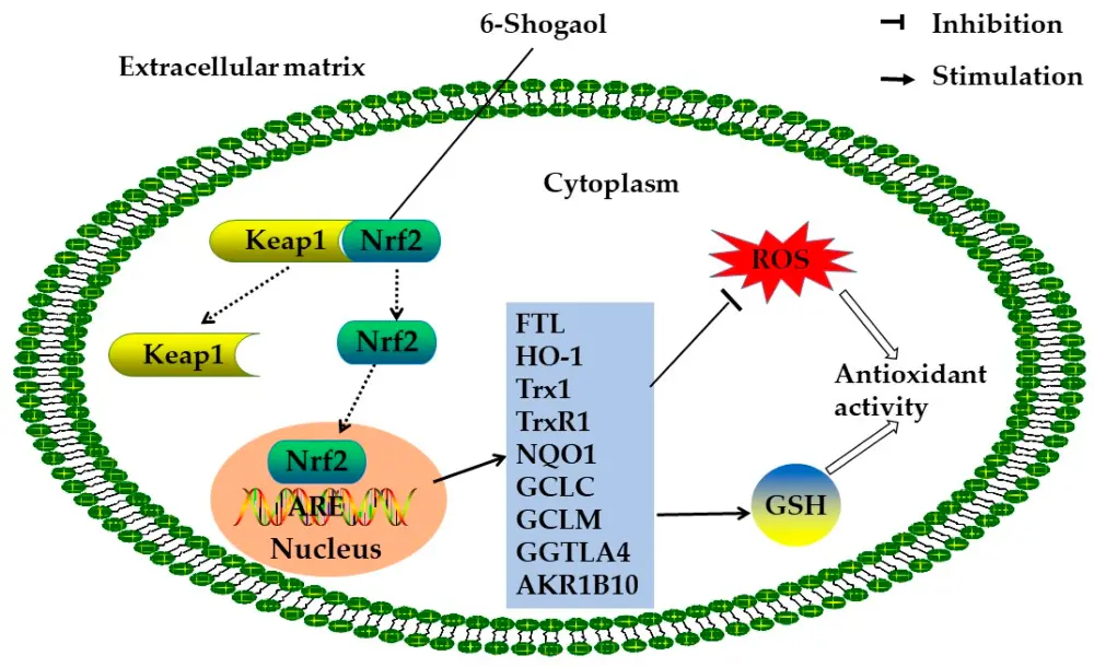 Gingerol Mechanism of Action Gingerol Mechanism of Action