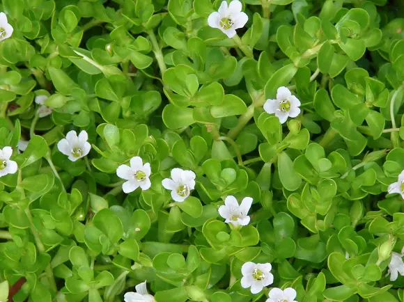 Bacopa Monnieri Extract Bacosides Powder Botanical Source