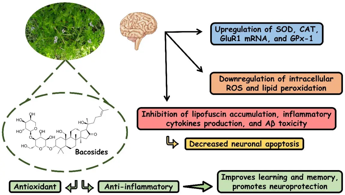 Bacopa Monnieri Extract Bacosides Benefits Bacopa Monnieri Extract Bacosides Benefits