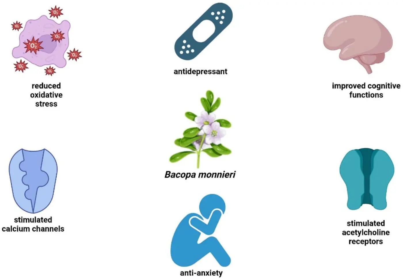 Bacopa Monnieri Extract Bacosides Benefits