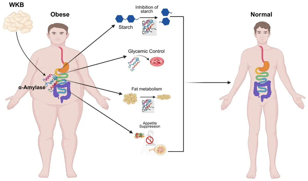 White Kidney Bean Extract help with weight loss White Kidney Bean Extract help with weight loss