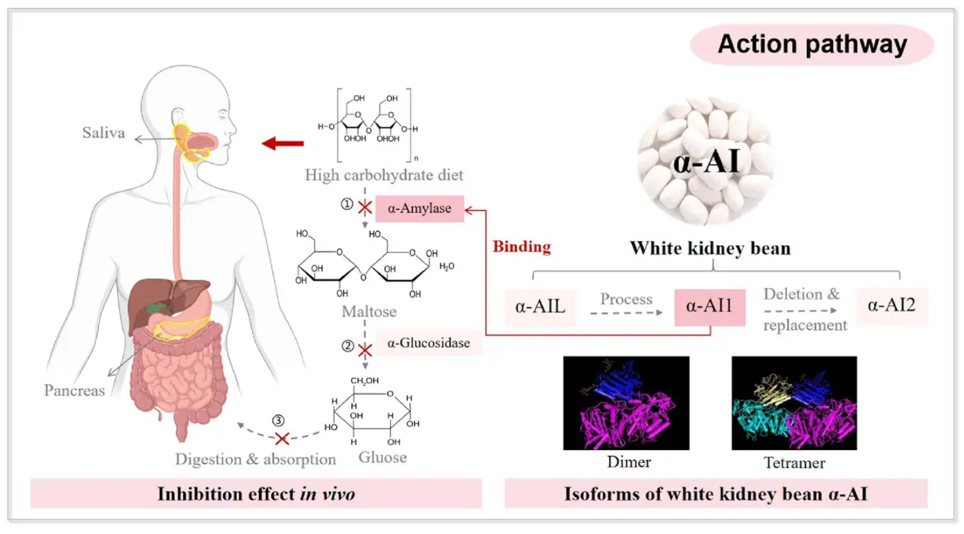 White Kidney Bean Extract lower blood sugar