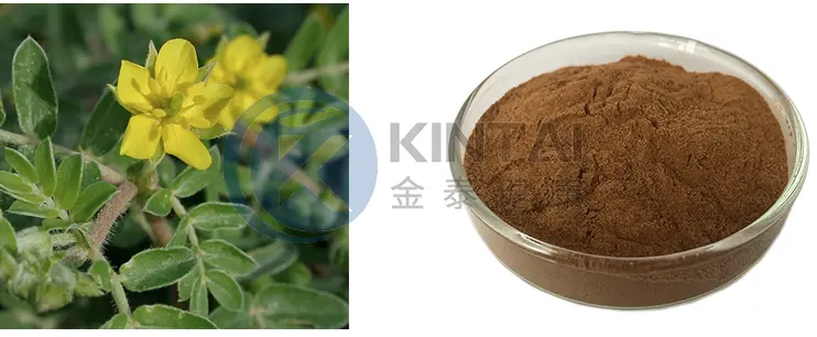 Tribulus Terrestris Extract Powder Manufacturers and Suppliers