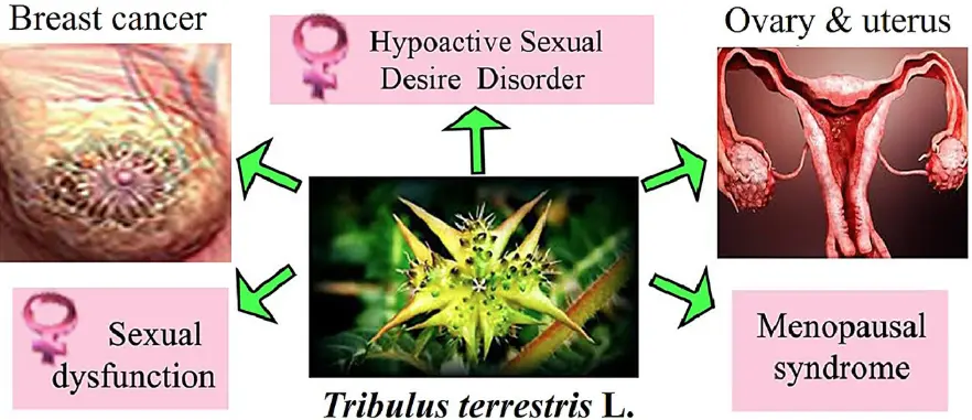 Tribulus terrestris extract benefits for women Tribulus terrestris extract benefits for women