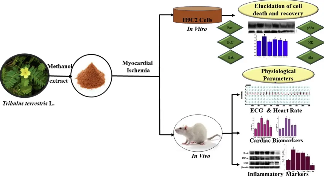 Tribulus terrestris extract protects the cardiovascular system Tribulus terrestris extract protects the cardiovascular system
