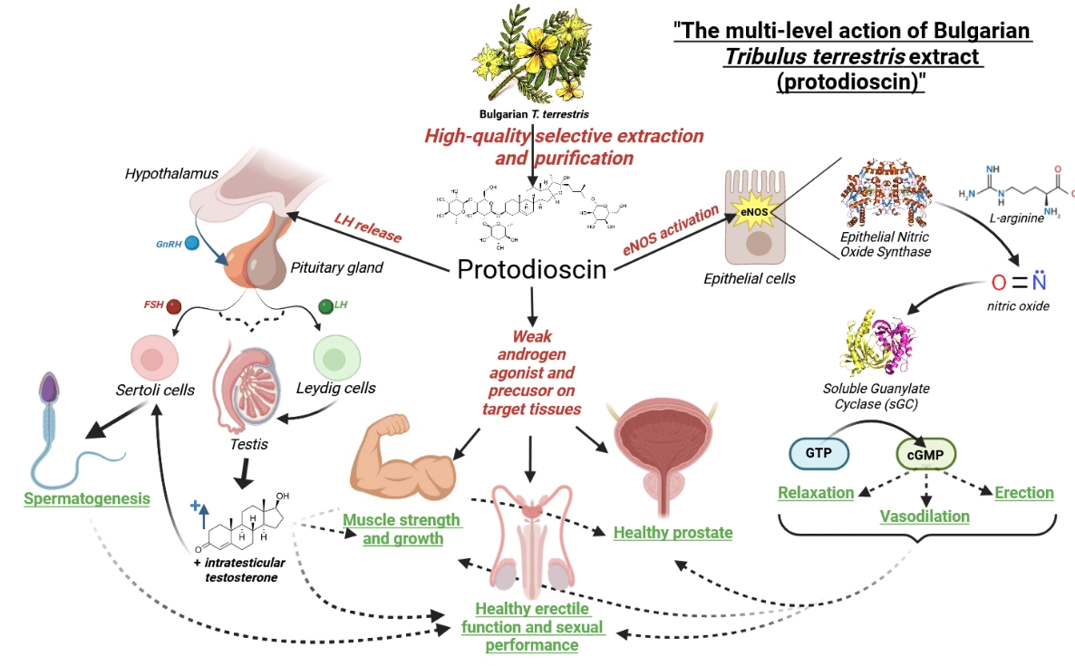 What does Tribulus Terrestris Saponins Powder do? What does Tribulus Terrestris Saponins Powder do?