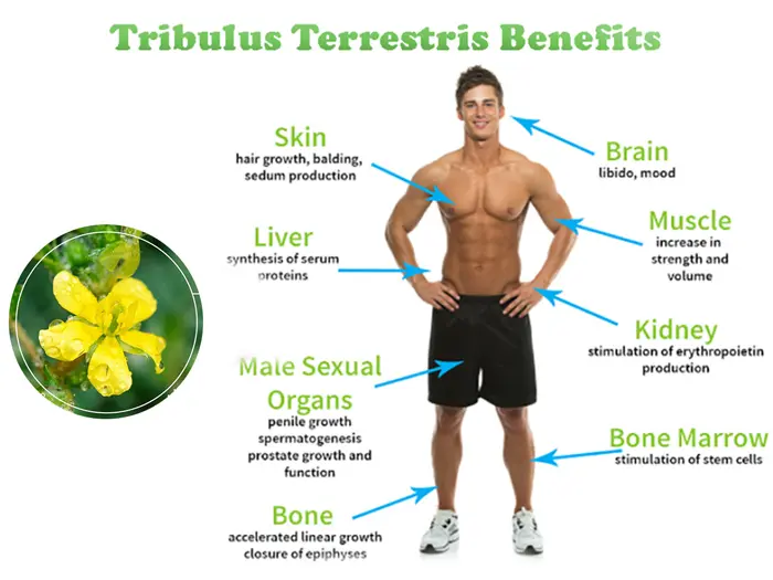 Tribulus Terrestris Saponins sports nutrition health product Tribulus Terrestris Saponins sports nutrition health product
